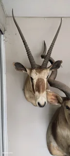 Taxidermy animal head trophies