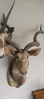 Taxidermy animal head trophies
