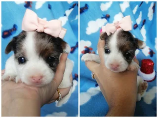 Beautiful exotic blueberry female yorkie with 2 blue eyes available.