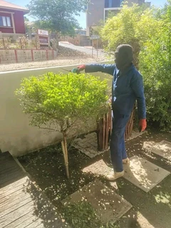 Experienced Gardener Available