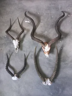 Antelope horns
