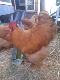 Orpington Buff Rooster
