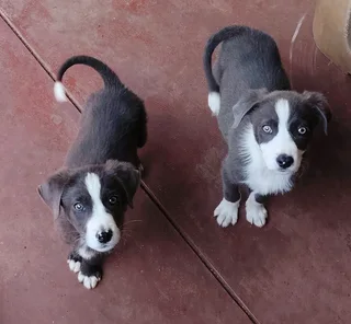 Border collies x Labrador pups