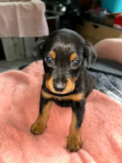 Doberman puppies