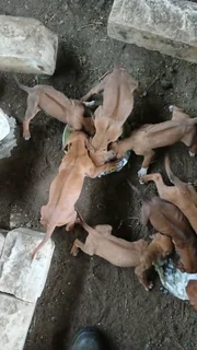 Ridgeback puppies