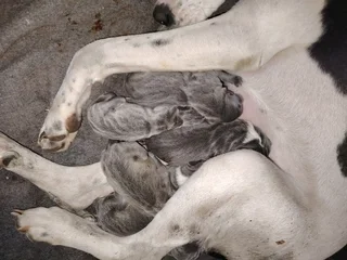 Great dane puppies