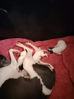 Italian Greyhound puppies