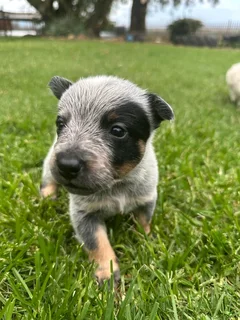 Cattle dog puppies