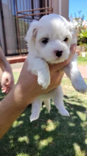 Maltese puppies