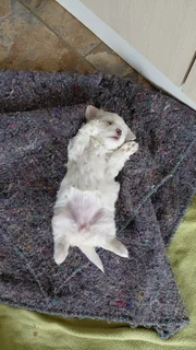 Maltese - Ad posted by Elana Boshoff