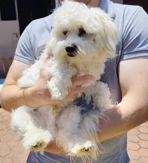 Maltese - Ad posted by Elana Boshoff