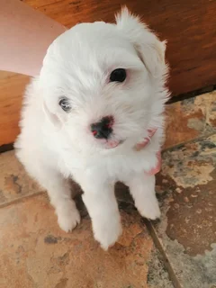 Maltese - Ad posted by Elana Boshoff