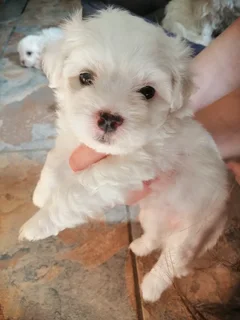 Maltese - Ad posted by Elana Boshoff