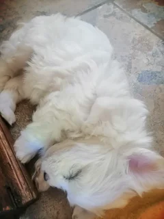 Maltese Female Puppies