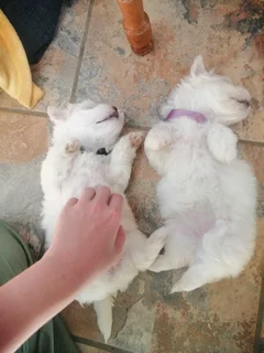 Maltese Female Puppies