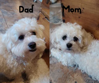 Maltese Female Puppies
