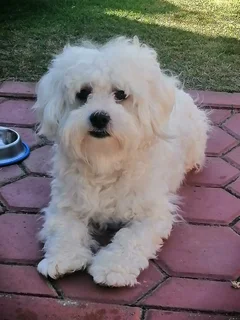 Maltese Female Puppies