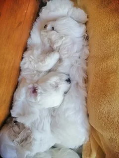 Maltese Female Puppies