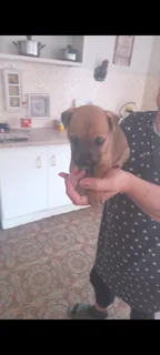 German shepherd x Labrador pups