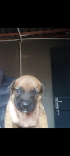German shepherd x Labrador pups