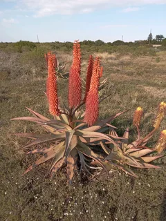 Aloes for sale.