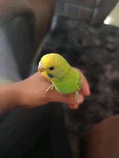 Budgies for sale