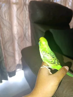 Budgies for sale