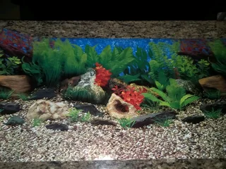 4ft tank background for sale