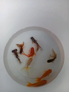 Fancy fantail goldfish for sale