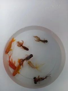 Fancy fantail goldfish for sale