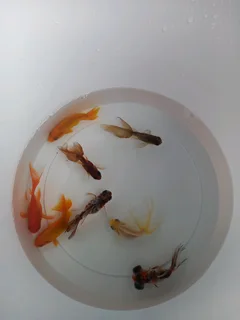 Fancy fantail goldfish for sale