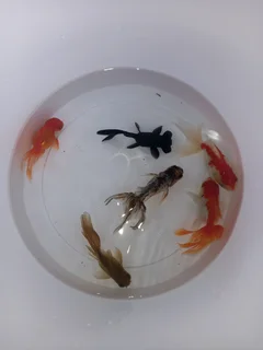 Fancy fantail goldfish for sale