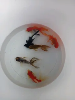 Fancy fantail goldfish for sale