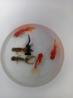 Fancy fantail goldfish for sale