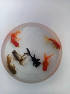 Fancy fantail goldfish for sale