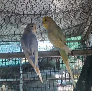 Beautiful Budgies
