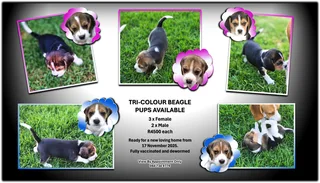 Adorable Beagle Pups