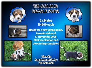 Beagle Pups