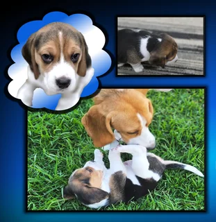 Beagle Pups