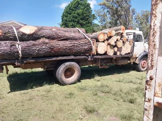 Tree felling port elizabeth