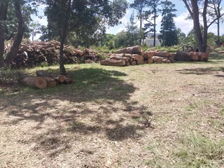 Tree felling port elizabeth