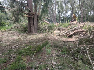 Tree felling port elizabeth