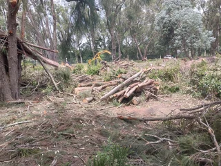 Tree felling port elizabeth