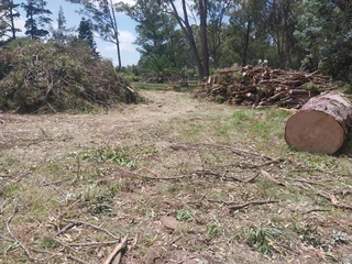 Tree felling port elizabeth