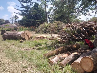 Tree felling port elizabeth