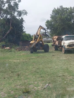 Tree felling port elizabeth