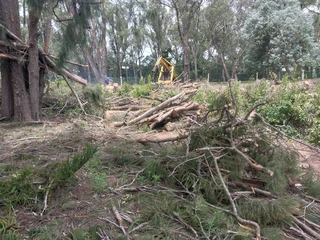 Tree felling port elizabeth