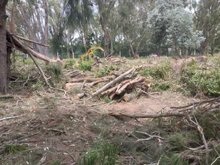 Tree felling port elizabeth
