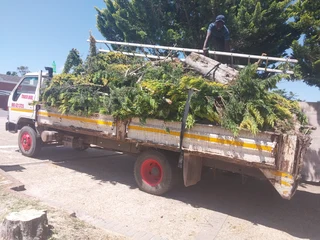 Tree felling and truck hire