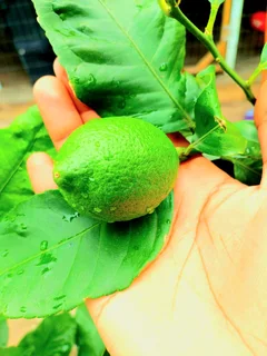 Eureka leamon tree R550